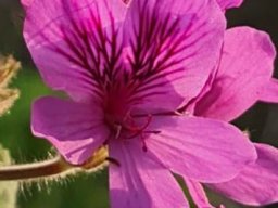 Pelargonium cucullatum flower